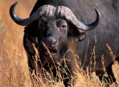 Bull in Tanzania