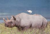 Rhino in Tanzania