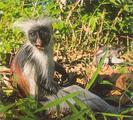 Red Colobus Monkey