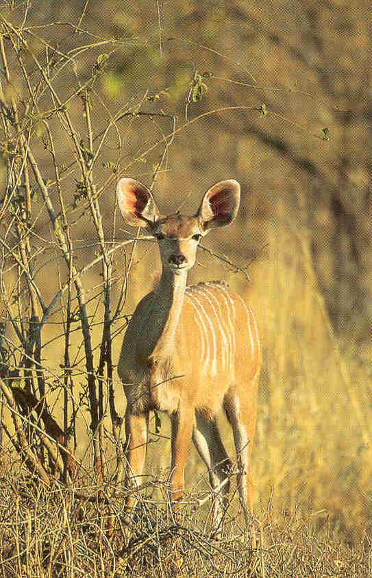 Greater Kudu