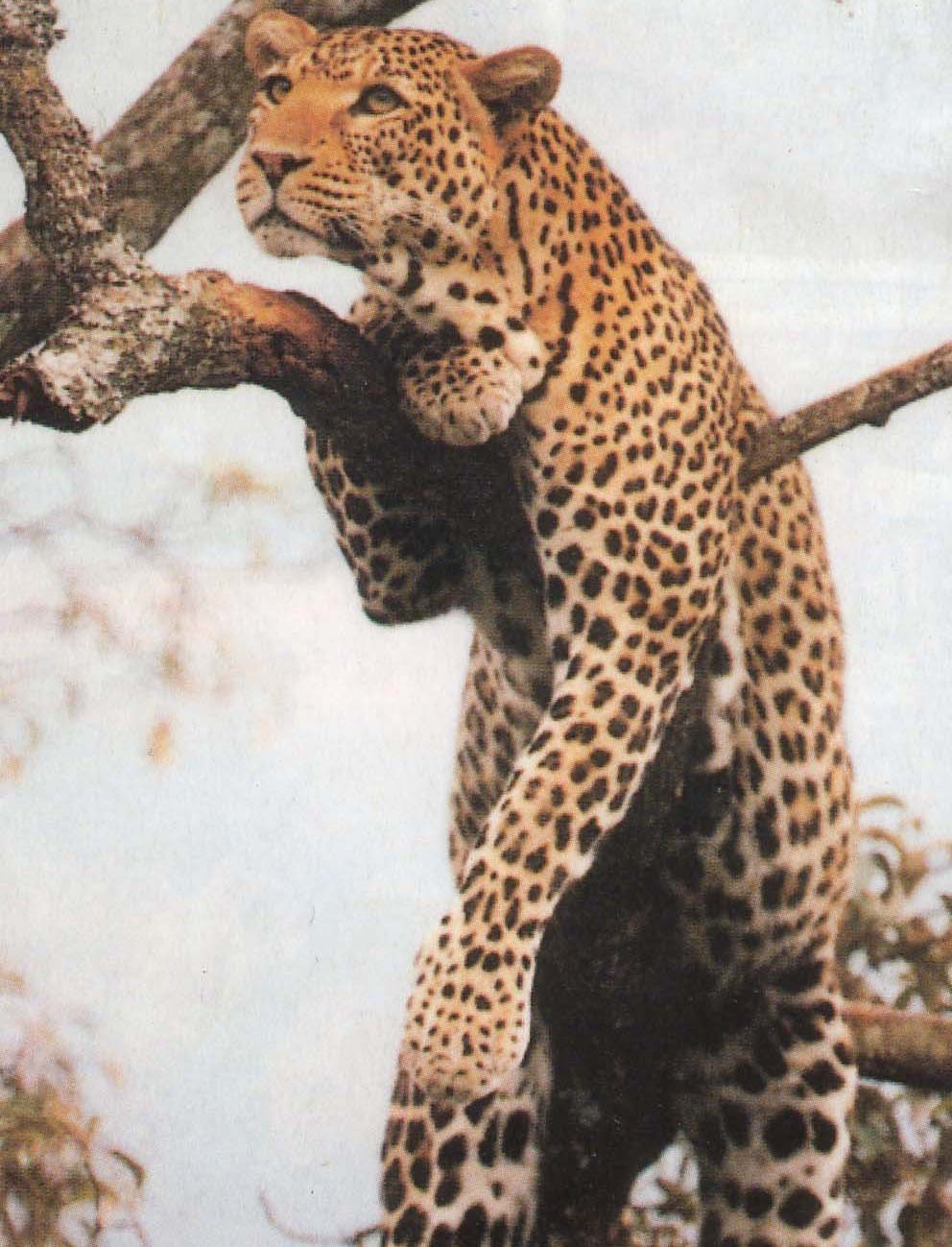 Leopard in Tanzania