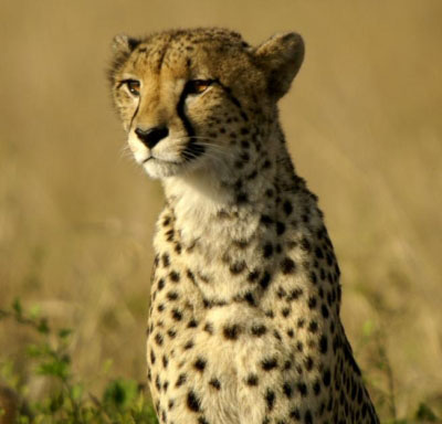 Cheetah in Tanzania