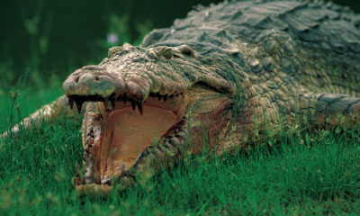 crocodile