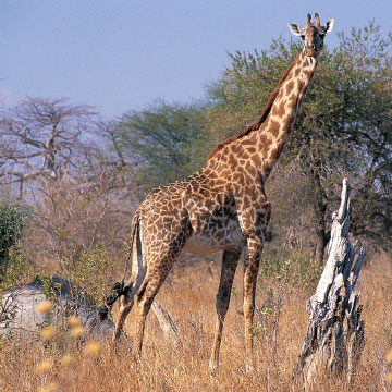 giraffe