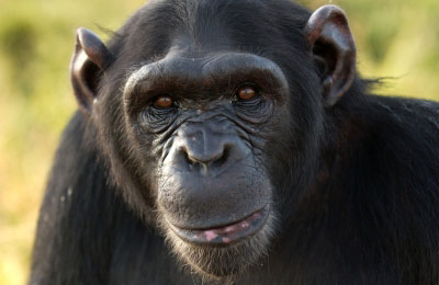 chimpanzee