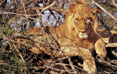 lion