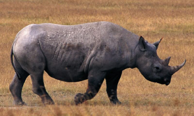 rhinoceros